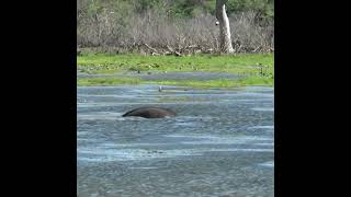 Wild elephant swimming across the lake  湖を泳いで渡る野生の象  野生のゾウ  فيل بري  Yala national park shorts [upl. by Trebron]