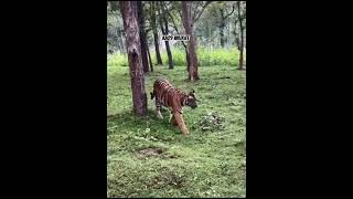 Tiger reserve forest kabini travel forest wildanimals tiger wildlife safari [upl. by Rengaw]