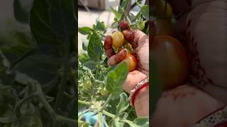 Cherry tomatoes 🍒gardening agriculture terracegarden organicgardening [upl. by Atinaw]