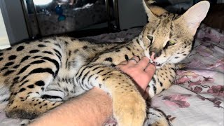 Petting a Grown Up Wild Serval Serval Cat [upl. by Aidan]