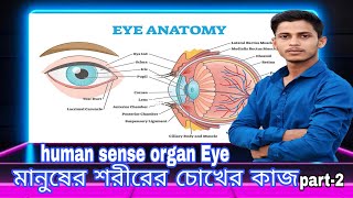 human sense organ Eyeমানুষের শরীরে চোখের কাজ [upl. by Kwan929]