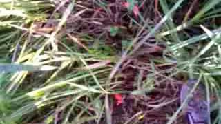 Nancy Today How to help the willow shoots grow ASMR basket making tutorial hacer cesta [upl. by Daveta]