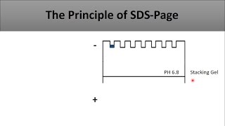 The principle of SDS PAGEa full and clear explanation of the technique and how does it work [upl. by Brechtel]