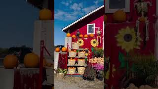 Discover Fall Fun at Carma Farms Just 45 Minutes from Toronto ON Canada 🇨🇦 autumn travel [upl. by Adiell591]