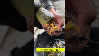 AROWANA FISH🐠 shortvideo shots2K HD facts motivation aimotivational shortvideo yt ytvideo [upl. by Annerahs]