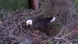 🦅 Clive at home during Hurricane Milton 🌀 Captiva Eagle Cam  Oct 10 2024 [upl. by Schnorr972]