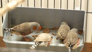 Zebra finches feeding on meal worms [upl. by Hadihsar755]