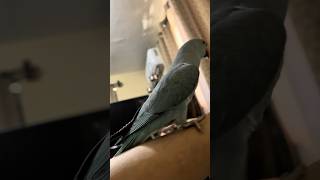 “Blue the Parrot Practicing His Vocal Mastery” [upl. by Gusti365]