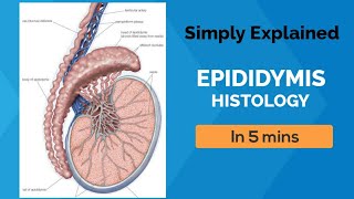 EPIDIDYMIS HISTOLOGY IN 5 MINS  LAIQ HUSSAIN  SIMPLY EXPLAINED [upl. by Steven]