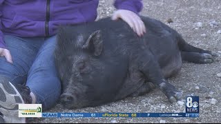 Unusually high number of potbelly pigs sheltered at Animal Foundation no adoption fee [upl. by Boyce]