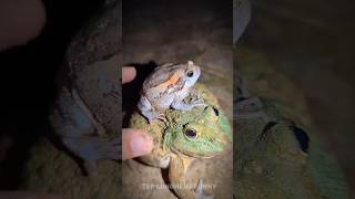 Funny catch a frog for laugh  funny funny videos  lol funny frog [upl. by Skinner]