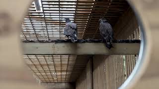 Rescued Northern Goshawk Takes Flight [upl. by Ihsir]