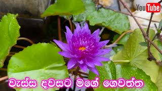 වැස්ස දවසට මගේ ගෙවත්ත  my rooftop garden  Ridma pilapitiya [upl. by Chere]