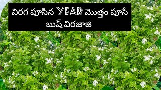 virajaji plant care in telugu  virajaji plant  jasmine plant [upl. by Valry]