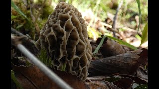 Morel Mushroom Picking 2024 by Sycamore and Cherry Trees [upl. by Lenee988]