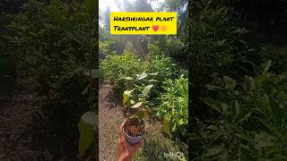 Harsingar plant transplant💗🌼 publicgardengardeninggarden gardengardeningideas terracegardning [upl. by Cire]