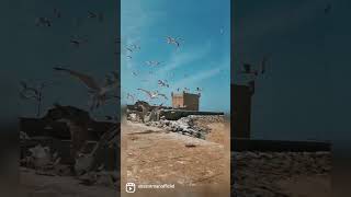 anasotman Edward Maya love nature morocco algerie ocean qatar viralvideo [upl. by Esirtal]