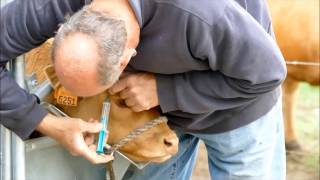 dehorning our Limousin calves [upl. by Drannel]