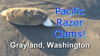 2023 Washington Razor Clamming [upl. by Laup135]