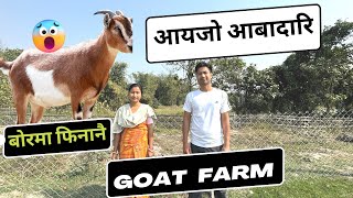 Goat Farming Bodo women Farmer  Rajakhungur [upl. by Ynos]