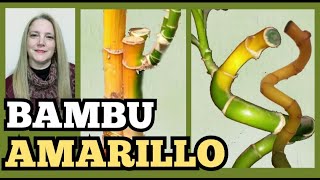 🎋BAMBU AMARILLO 👉🏻Bambu de la suerte amarillo como salvarloVeronicaCampaniniPlantas [upl. by Karie]