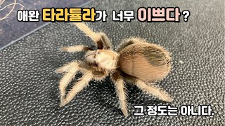 순하디 순한 타란튤라 데저트 블론디 aphonopelma chalcodesdesert blonde tarantula [upl. by Icrad348]