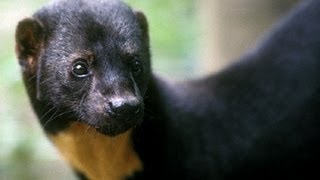 Tayra at Papiliorama Kerzers Switzerland [upl. by Ibor570]