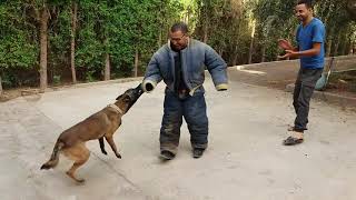 أشرس هجوم لكلبين مالينو على رجل Malinois DOG ATTACK Best Dogs Attacks [upl. by Nylissej]