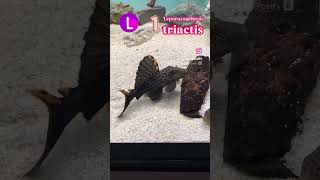 hermoso pleco L091 leporacanthicus triactis music aquarium trending fish peces aquariumfish [upl. by Waneta]