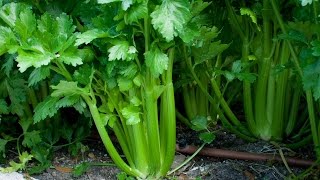 How to grow Celery from seeds（西芹） [upl. by Aihpled487]