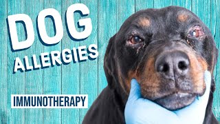 Dog Allergies During Immunotherapy [upl. by Ykcir]