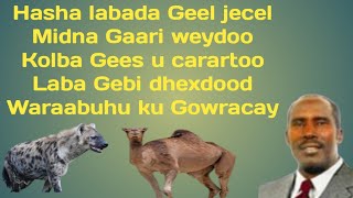 Cabdalle Yusuf Hanuuniye Heestii Hasha labada Geel jecel with Lyrics hanuuniye QaaraamiLyrics [upl. by Margarethe699]