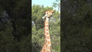 La Girafe🦒 Zoo de Montpellier [upl. by Leonid]