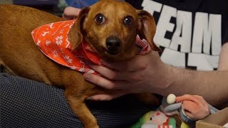 Wiener Dog vs Trachea  December 2014 BarkBox Unboxing [upl. by Perkin]