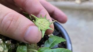 Dorstenia foetida launching seeds in slow motion [upl. by Dnomaj]