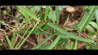 Plant 88  ಹಾಲು ಬಳ್ಳಿ  ಸೊಗಡೆ ಬೇರು  Hemidesmus indicus  Herbal amp The plant [upl. by Gladine]