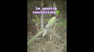 La opuntia Leucotricha🌵 [upl. by Lazar]