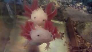 Axolotl Ambystoma Mexicanum HD [upl. by Kevina]