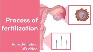 How Does Fertilization Occur  HighDefinition 3D Video  MediMagic [upl. by Cassilda754]