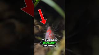 This Is The SMALLEST MAMMAL in the WORLD 🤯 recommended shorts [upl. by Rednael]