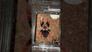 Brachypelma boehmie postmolt [upl. by Polky]