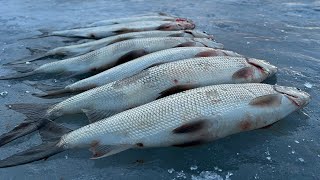 Ice Fishing For LAKE WHITEFISH What to use when Shrimp wont work [upl. by Onurb841]