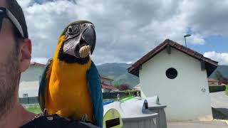 1ere balade avec notre perroquet 🦜 Ara bleu FIRST WALK WITH OUT PERROT [upl. by Eugaet]