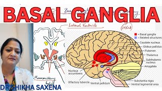 Basal Ganglia Nucleus of basal ganglia [upl. by Nevear]