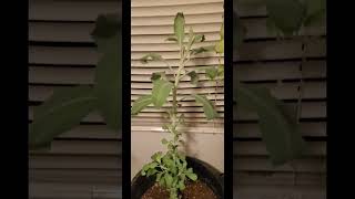 Just A Plant Video [upl. by Chamberlin]