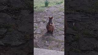 Watch a quotTasmanian Quokka aka Pademelon munch on an apple 🍎 🤣 youtubeshorts tasmania nature cute [upl. by Adnot]