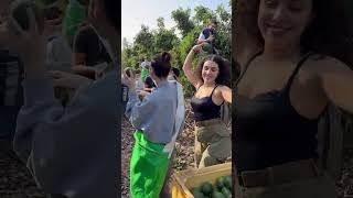 Birthright Israel Onward Avocado Picking Volunteers [upl. by Alraep]