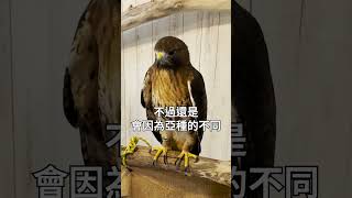 紅尾鵟 Redtailed hawk 【週四猛禽小百科】 波氏家族 popofamily [upl. by Anderson459]