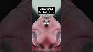 Mirror head Rat twin heads 🤣 funny shorts short youtuber viralshorts viralvideo [upl. by Ellehcit760]