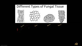 Hyphal Forms of Fungi [upl. by Renaldo]